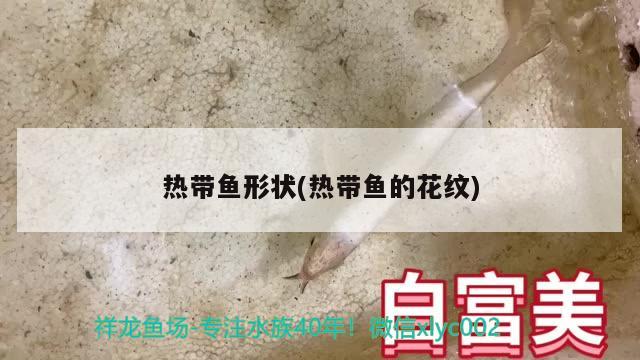 热带鱼形状(热带鱼的花纹)