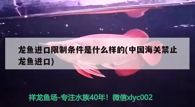 龙鱼进口限制条件是什么样的(中国海关禁止龙鱼进口) 观赏鱼进出口