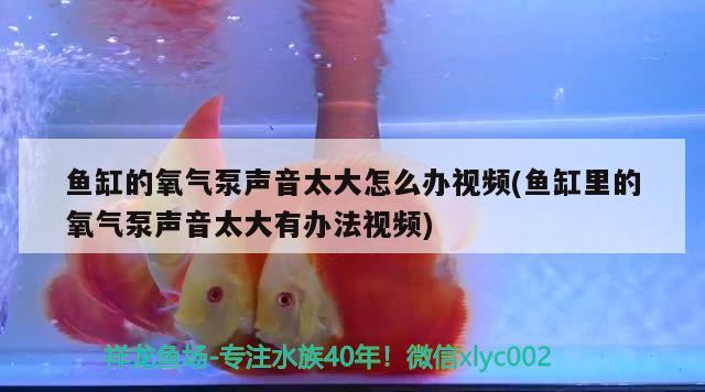 鱼缸的氧气泵声音太大怎么办视频(鱼缸里的氧气泵声音太大有办法视频)