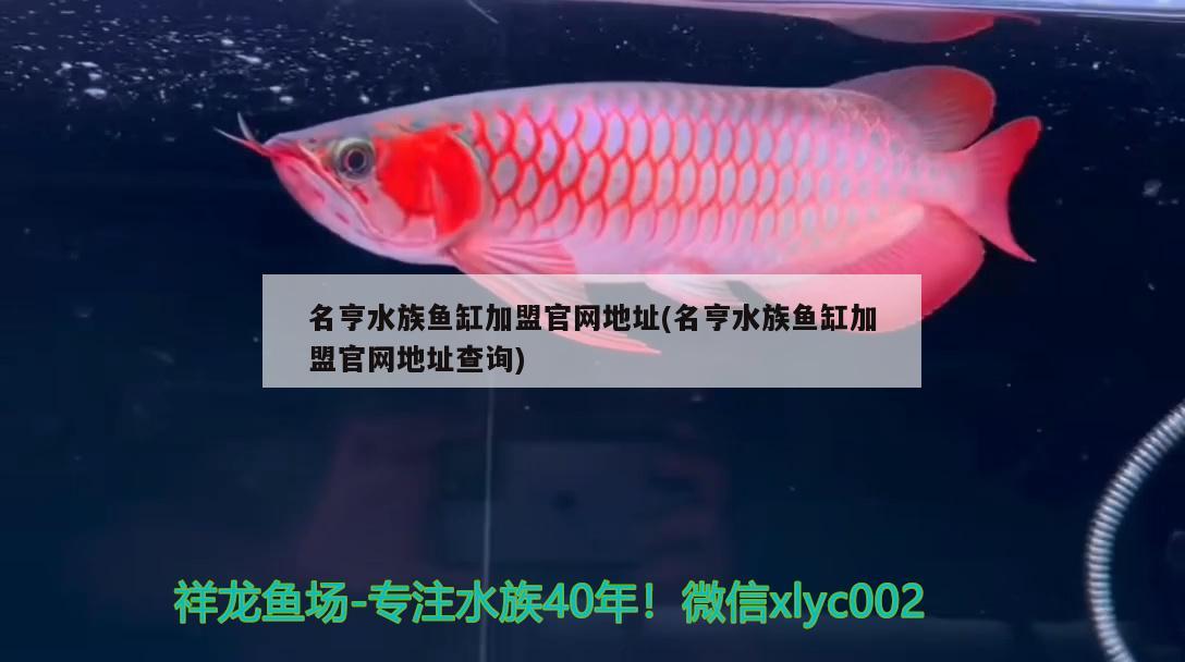 名亨水族鱼缸加盟官网地址(名亨水族鱼缸加盟官网地址查询) 战车红龙鱼