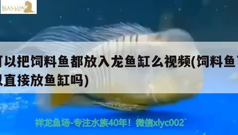 可以把饲料鱼都放入龙鱼缸么视频(饲料鱼可以直接放鱼缸吗)