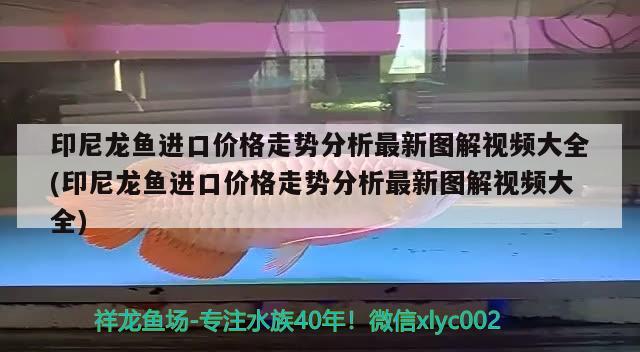 印尼龙鱼进口价格走势分析最新图解视频大全(印尼龙鱼进口价格走势分析最新图解视频大全)