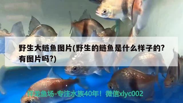 野生大鲢鱼图片(野生的鲢鱼是什么样子的？有图片吗？) 水族维护服务（上门）