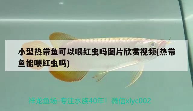 小型热带鱼可以喂红虫吗图片欣赏视频(热带鱼能喂红虫吗) 水族品牌