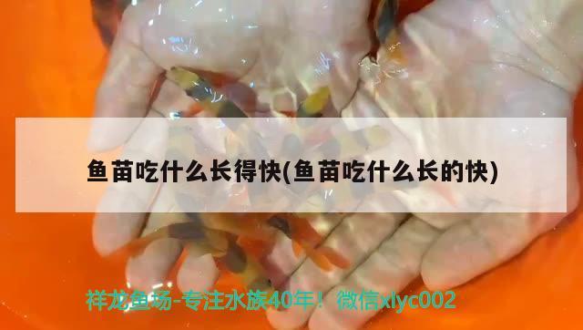 鱼苗吃什么长得快(鱼苗吃什么长的快) 水族杂谈