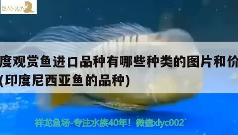 印度观赏鱼进口品种有哪些种类的图片和价格表(印度尼西亚鱼的品种)