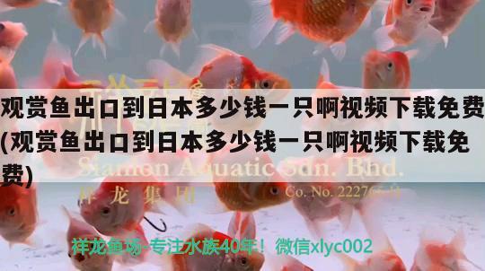 观赏鱼出口到日本多少钱一只啊视频下载免费(观赏鱼出口到日本多少钱一只啊视频下载免费)