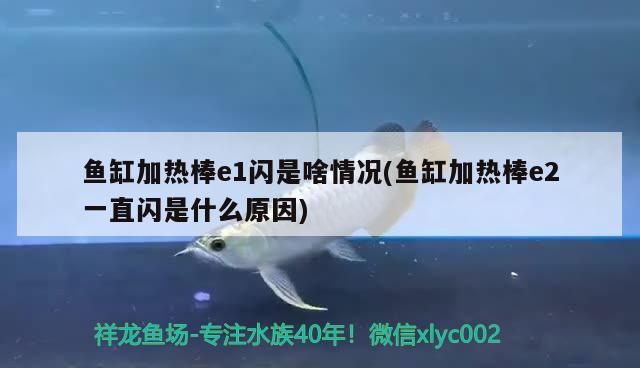 鱼缸加热棒e1闪是啥情况(鱼缸加热棒e2一直闪是什么原因) 黄鳍鲳鱼