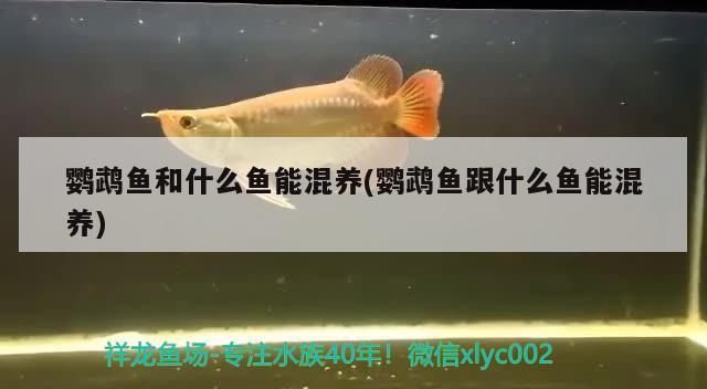 鹦鹉鱼和什么鱼能混养(鹦鹉鱼跟什么鱼能混养) 鹦鹉鱼