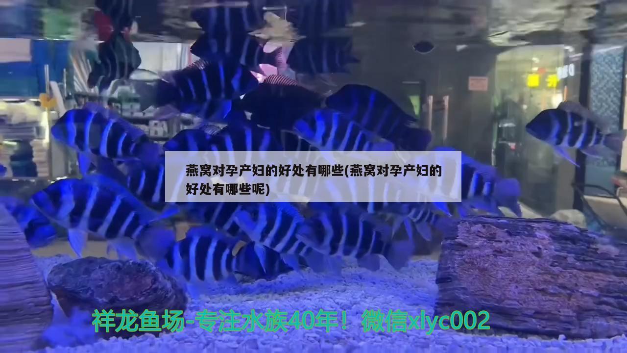 燕窝对孕产妇的好处有哪些(燕窝对孕产妇的好处有哪些呢) 马来西亚燕窝