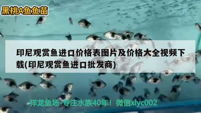 印尼观赏鱼进口价格表图片及价格大全视频下载(印尼观赏鱼进口批发商) 观赏鱼进出口