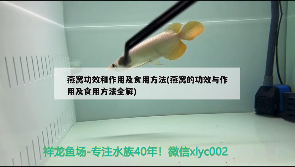 燕窝功效和作用及食用方法(燕窝的功效与作用及食用方法全解)