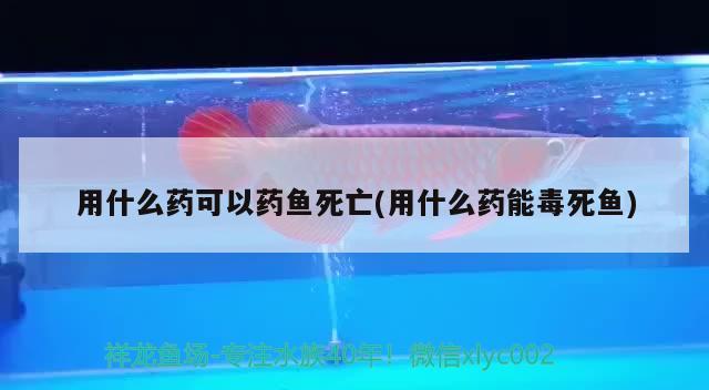 用什么药可以药鱼死亡(用什么药能毒死鱼) 三间鼠鱼苗