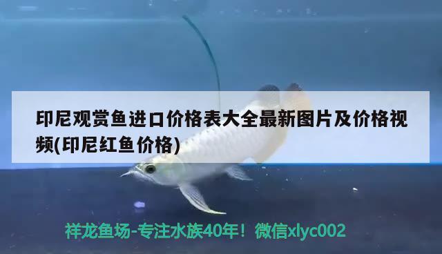 印尼观赏鱼进口价格表大全最新图片及价格视频(印尼红鱼价格) 观赏鱼进出口