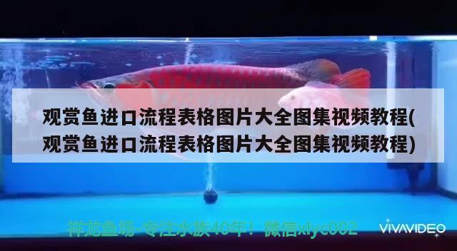 观赏鱼进口流程表格图片大全图集视频教程(观赏鱼进口流程表格图片大全图集视频教程) 观赏鱼进出口