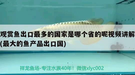 观赏鱼出口最多的国家是哪个省的呢视频讲解(最大的鱼产品出口国)