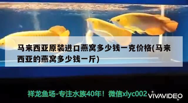 马来西亚原装进口燕窝多少钱一克价格(马来西亚的燕窝多少钱一斤) 马来西亚燕窝