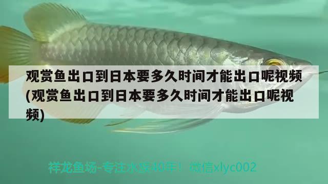 观赏鱼出口到日本要多久时间才能出口呢视频(观赏鱼出口到日本要多久时间才能出口呢视频)