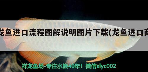 龙鱼进口流程图解说明图片下载(龙鱼进口商)