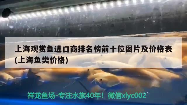 上海观赏鱼进口商排名榜前十位图片及价格表(上海鱼类价格)