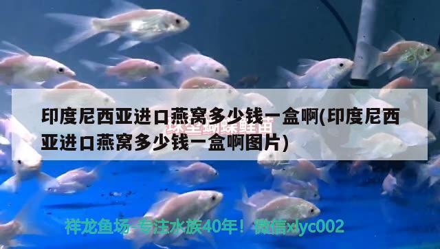 印度尼西亚进口燕窝多少钱一盒啊(印度尼西亚进口燕窝多少钱一盒啊图片) 马来西亚燕窝