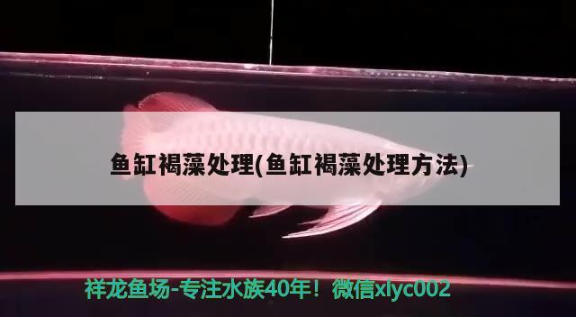 鱼缸褐藻处理(鱼缸褐藻处理方法) 罗汉鱼批发