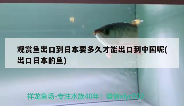 观赏鱼出口到日本要多久才能出口到中国呢(出口日本的鱼) 观赏鱼进出口