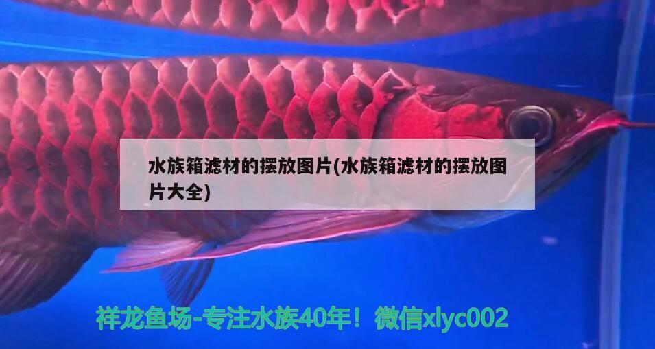 水族箱滤材的摆放图片(水族箱滤材的摆放图片大全) 鱼缸/水族箱