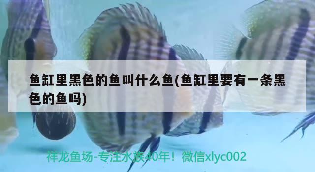 鱼缸里黑色的鱼叫什么鱼(鱼缸里要有一条黑色的鱼吗) 水族用品