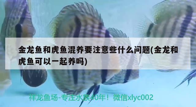 金龙鱼和虎鱼混养要注意些什么问题(金龙和虎鱼可以一起养吗) 虎鱼百科