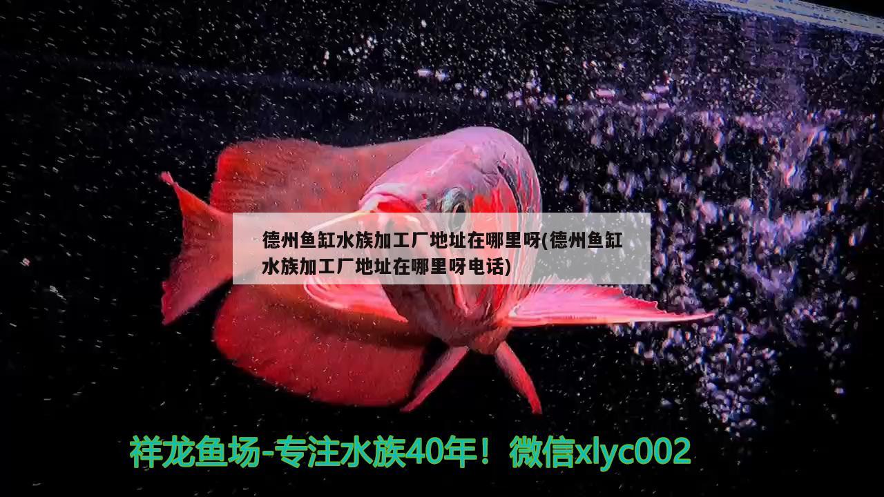 德州鱼缸水族加工厂地址在哪里呀(德州鱼缸水族加工厂地址在哪里呀电话) 三间鼠鱼