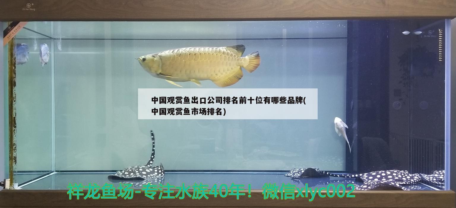 中国观赏鱼出口公司排名前十位有哪些品牌(中国观赏鱼市场排名) 观赏鱼进出口