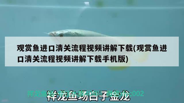 观赏鱼进口清关流程视频讲解下载(观赏鱼进口清关流程视频讲解下载手机版) 观赏鱼进出口