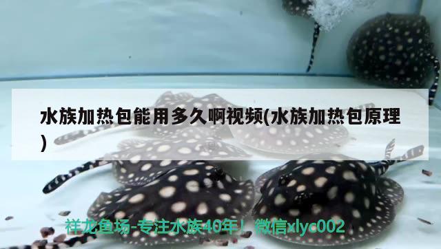 水族加热包能用多久啊视频(水族加热包原理) 细线银版鱼