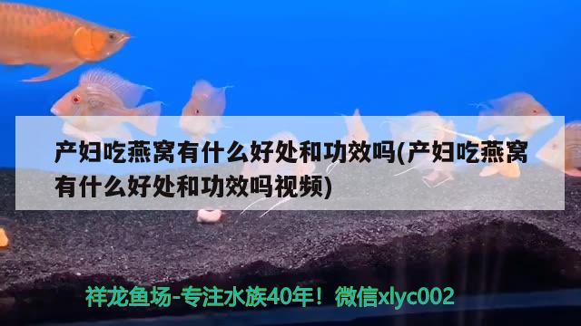 产妇吃燕窝有什么好处和功效吗(产妇吃燕窝有什么好处和功效吗视频) 马来西亚燕窝