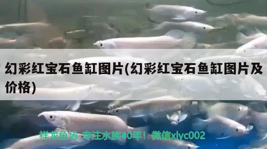 幻彩红宝石鱼缸图片(幻彩红宝石鱼缸图片及价格) 观赏鱼水族批发市场 第2张