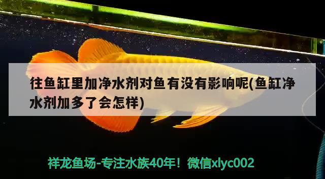 往鱼缸里加净水剂对鱼有没有影响呢(鱼缸净水剂加多了会怎样) 黑白双星