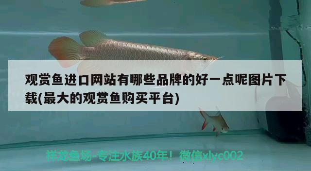 观赏鱼进口网站有哪些品牌的好一点呢图片下载(最大的观赏鱼购买平台)