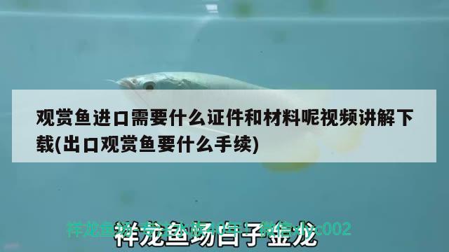 观赏鱼进口需要什么证件和材料呢视频讲解下载(出口观赏鱼要什么手续) 观赏鱼进出口