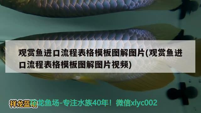 观赏鱼进口流程表格模板图解图片(观赏鱼进口流程表格模板图解图片视频)