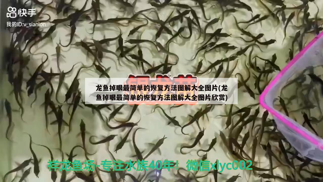 龙鱼掉眼最简单的恢复方法图解大全图片(龙鱼掉眼最简单的恢复方法图解大全图片欣赏)