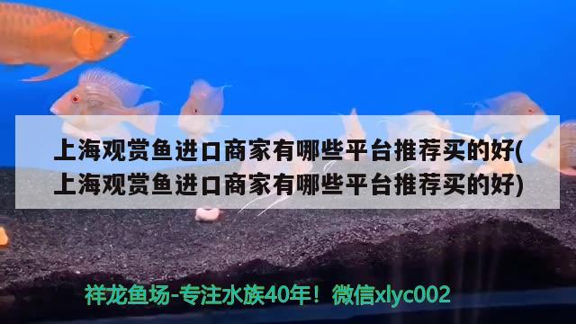 上海观赏鱼进口商家有哪些平台推荐买的好(上海观赏鱼进口商家有哪些平台推荐买的好)