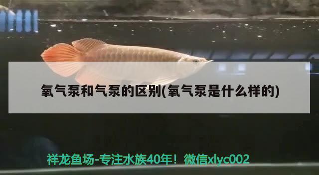 氧气泵和气泵的区别(氧气泵是什么样的) 鱼缸净水剂