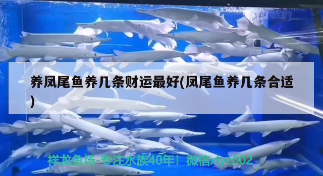 养凤尾鱼养几条财运最好(凤尾鱼养几条合适) 广州观赏鱼批发市场