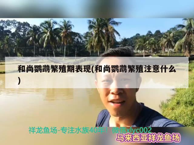 和尚鹦鹉繁殖期表现(和尚鹦鹉繁殖注意什么) 鹦鹉鱼