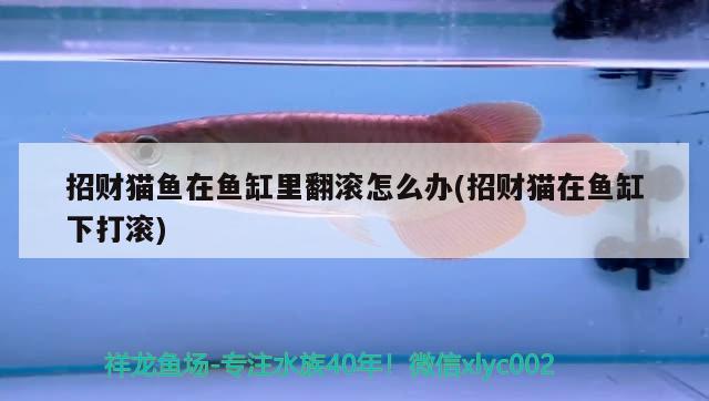 招财猫鱼在鱼缸里翻滚怎么办(招财猫在鱼缸下打滚) 水族用品