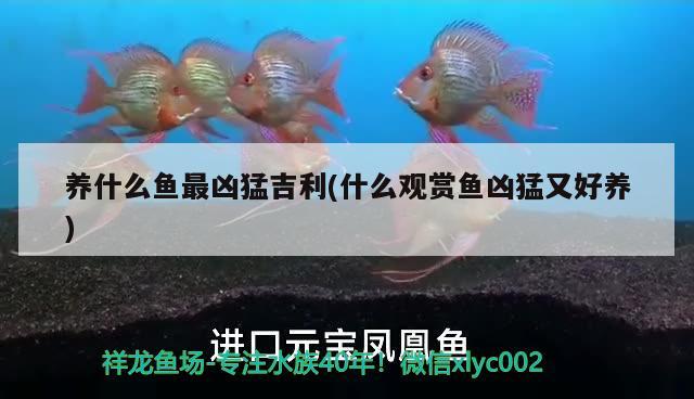 养什么鱼最凶猛吉利(什么观赏鱼凶猛又好养) 水族灯（鱼缸灯）