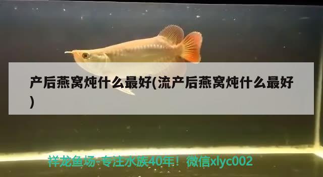 产后燕窝炖什么最好(流产后燕窝炖什么最好)