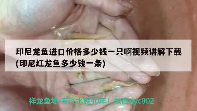 印尼龙鱼进口价格多少钱一只啊视频讲解下载(印尼红龙鱼多少钱一条)