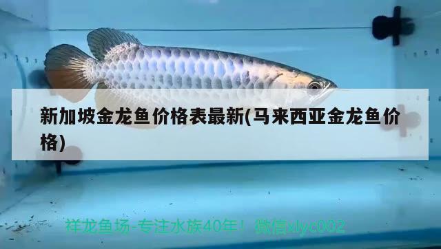 新加坡金龙鱼价格表最新(马来西亚金龙鱼价格) 国产元宝凤凰鱼